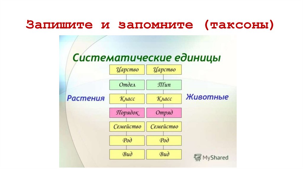 Запишите и запомните (таксоны)