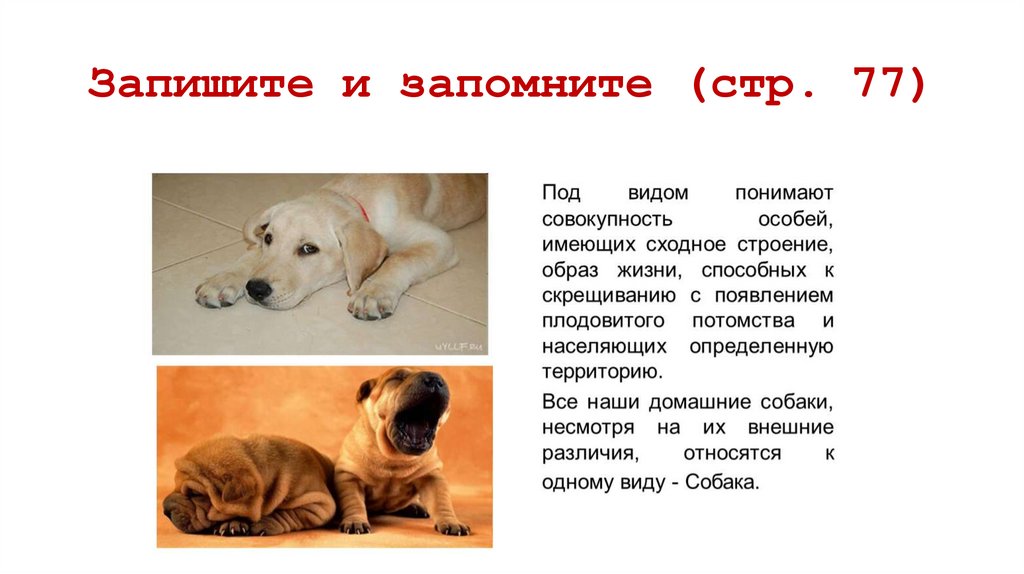 Запишите и запомните (стр. 77)