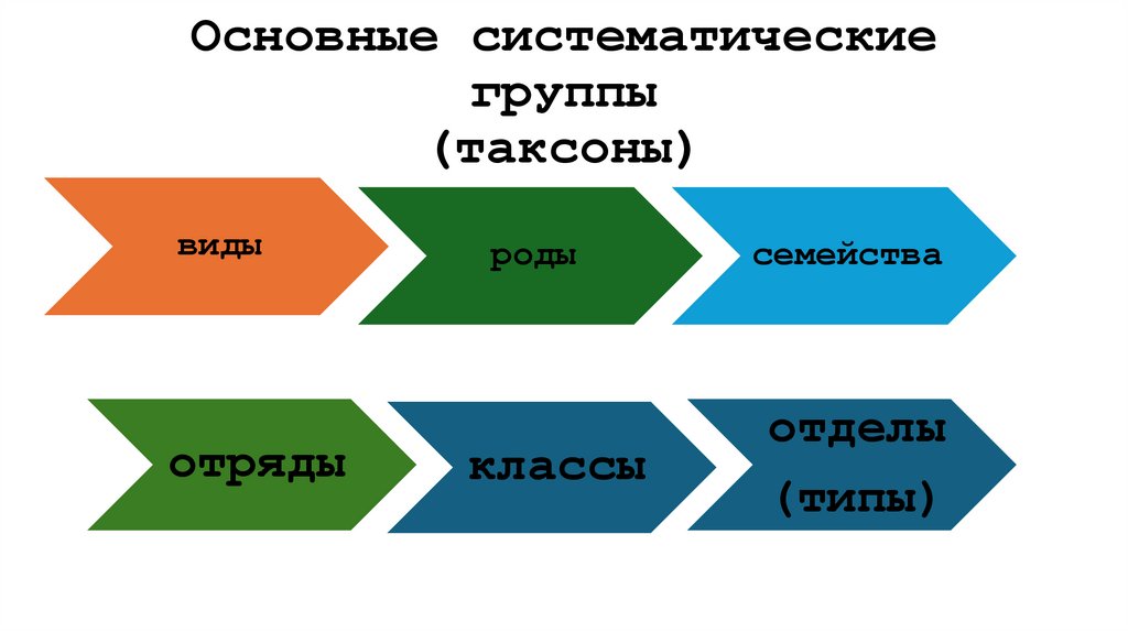 Основные систематические группы (таксоны)