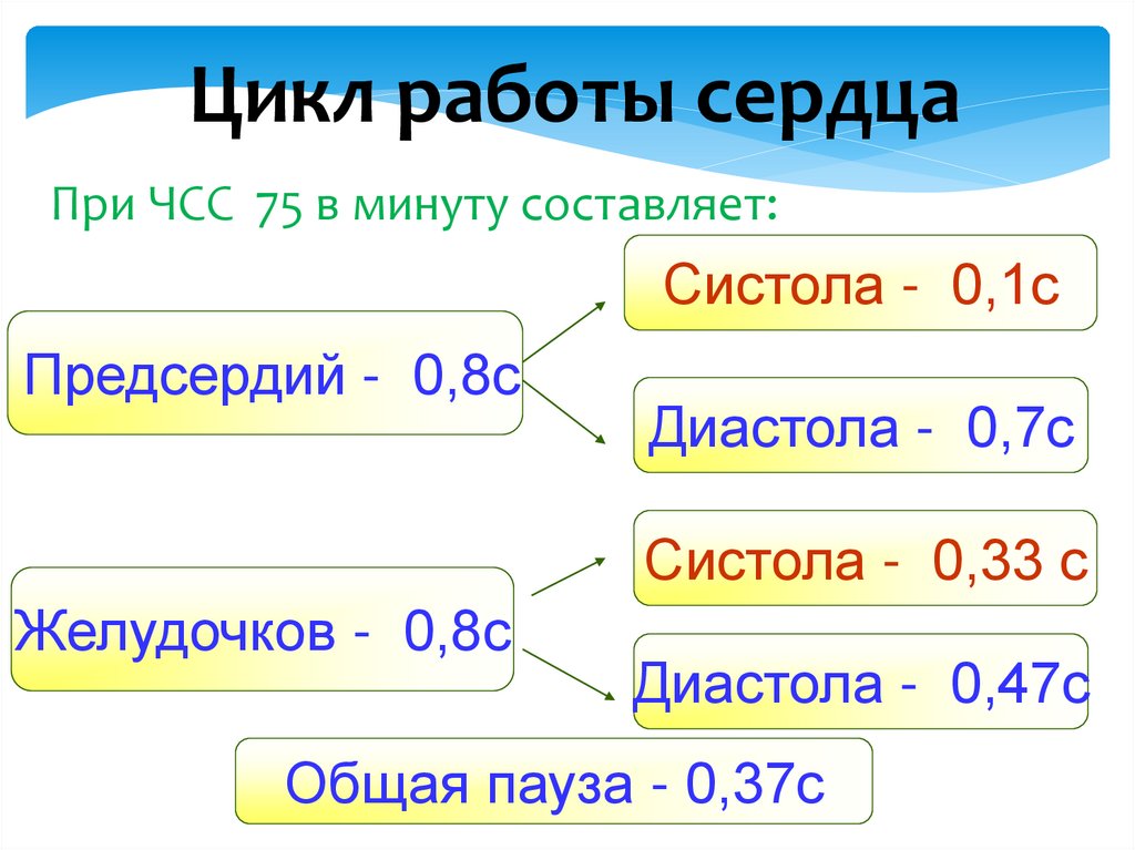 Цикл работы сердца
