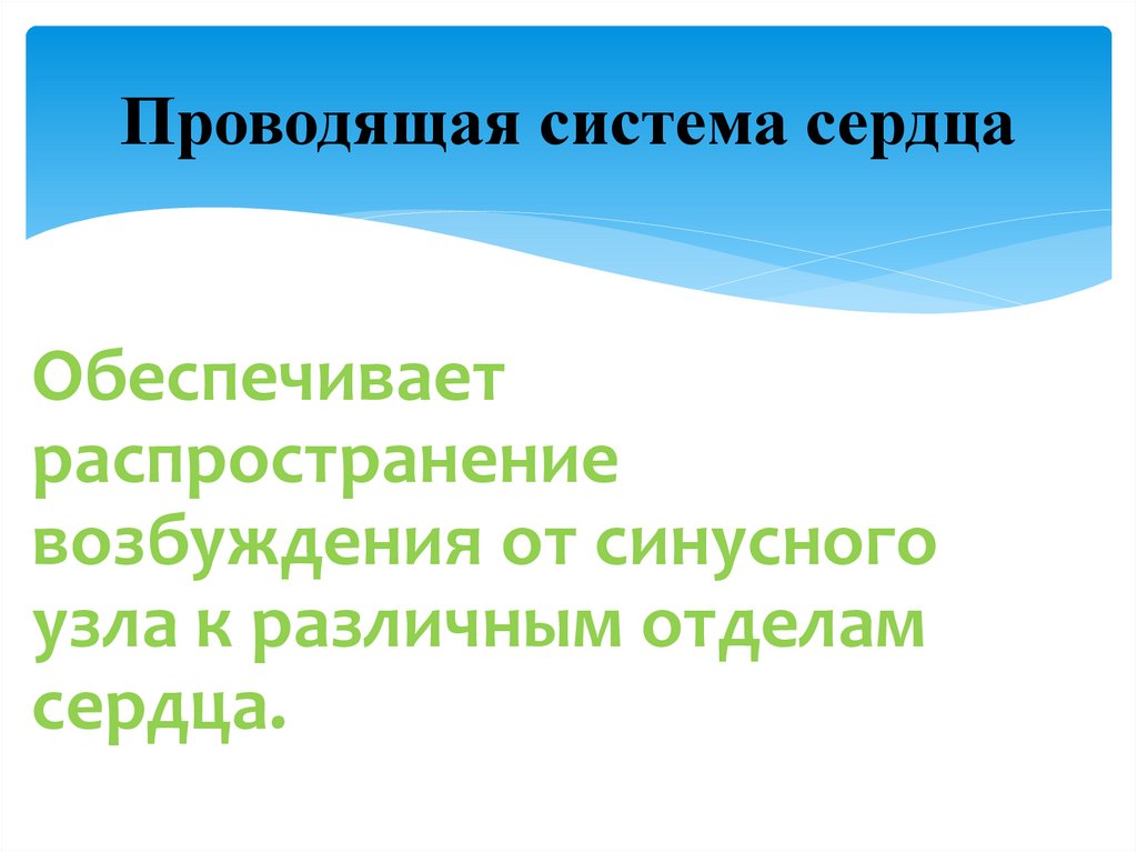 Проводящая система сердца