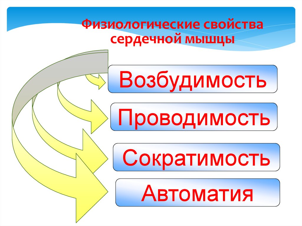 Физиологические свойства сердечной мышцы