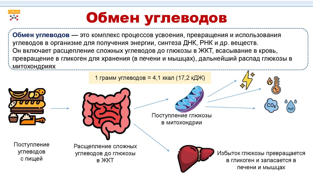 Обмен углеводов