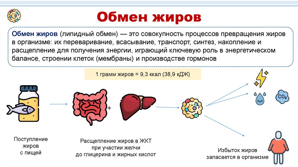 Обмен жиров