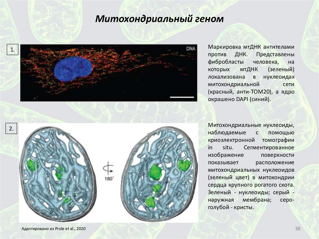 Митохондриальный геном