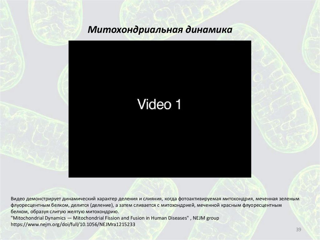 Митохондриальная динамика