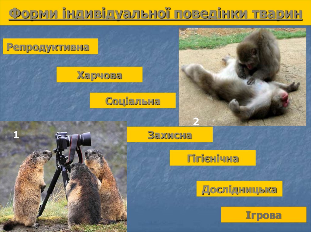 Форми індивідуальної поведінки тварин