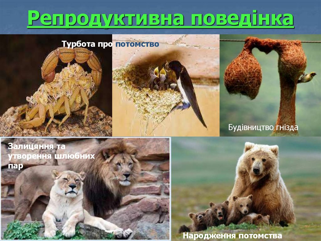 Репродуктивна поведінка