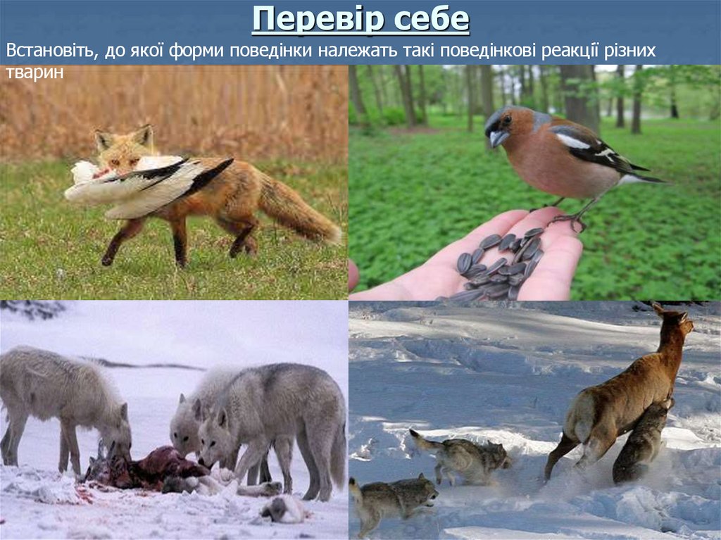 Перевір себе