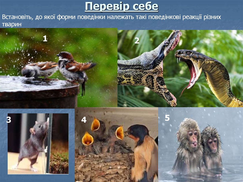 Перевір себе