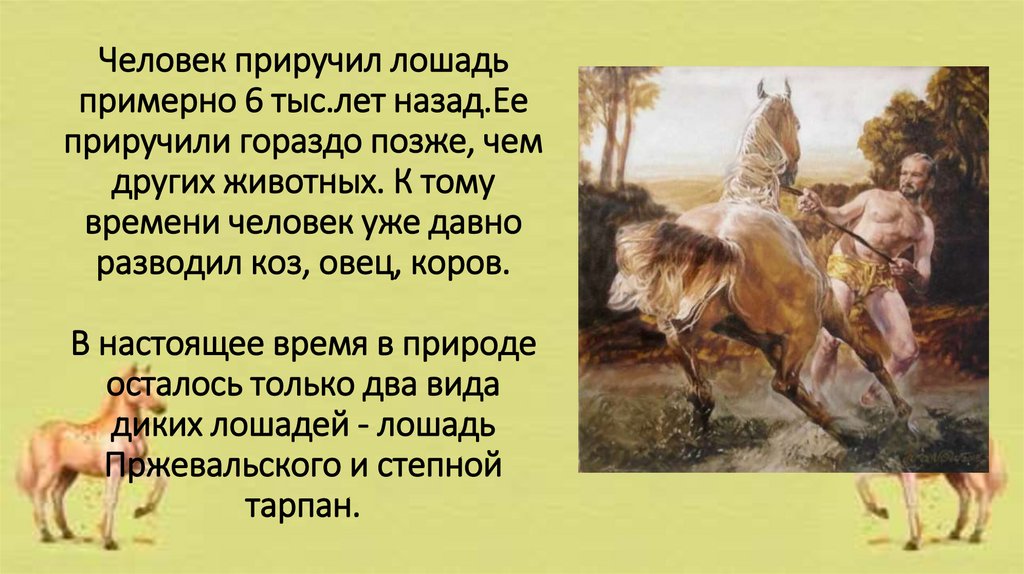 Человек приручил лошадь примерно 6 тыс.лет назад.Ее приручили гораздо позже, чем других животных. К тому времени человек уже