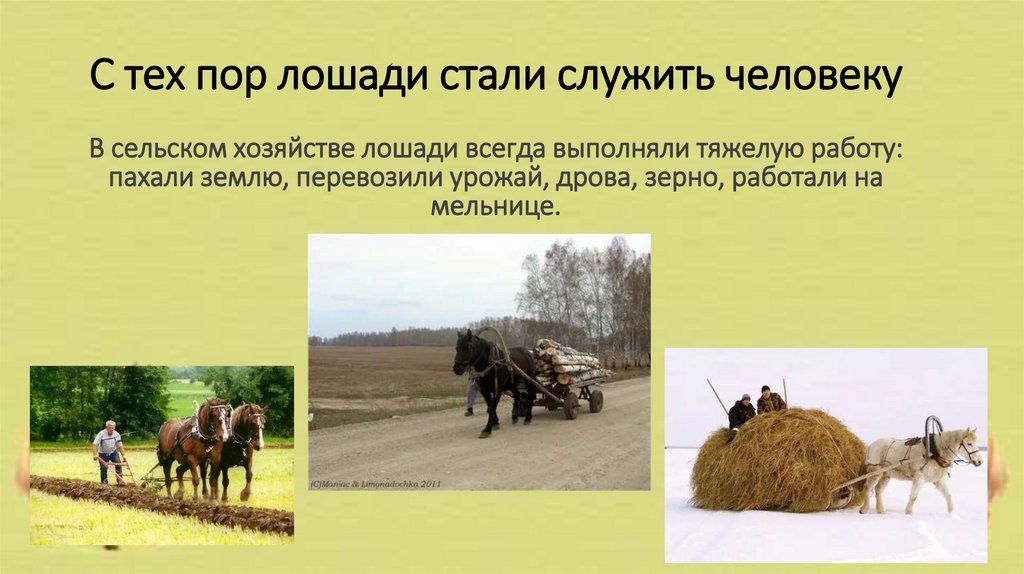 С тех пор лошади стали служить человеку