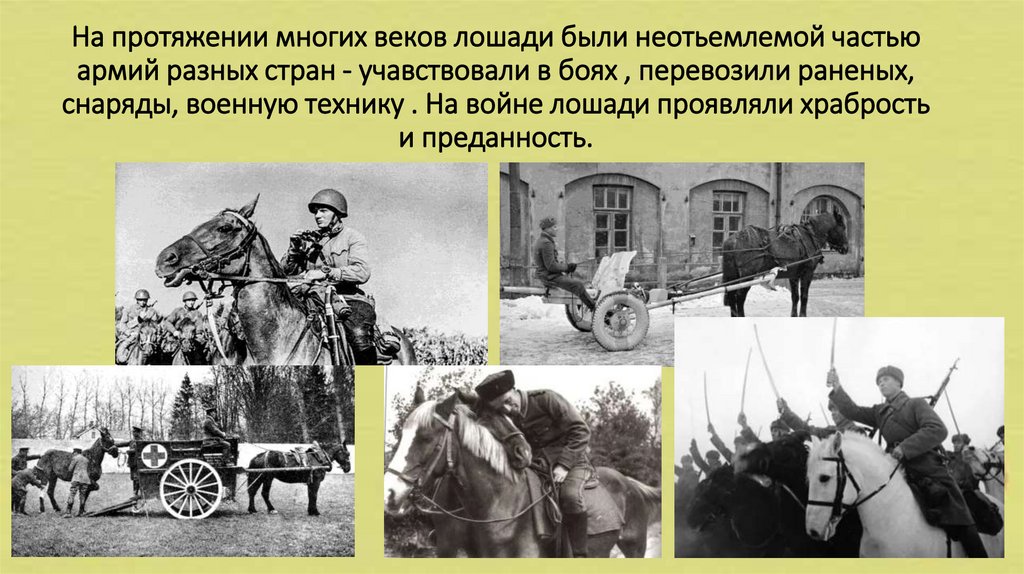 На протяжении многих веков лошади были неотьемлемой частью армий разных стран - учавствовали в боях , перевозили раненых,