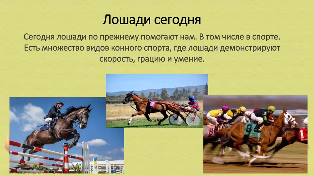 Лошади сегодня