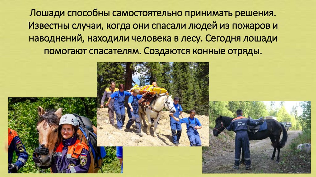 Лошади способны самостоятельно принимать решения. Известны случаи, когда они спасали людей из пожаров и наводнений, находили