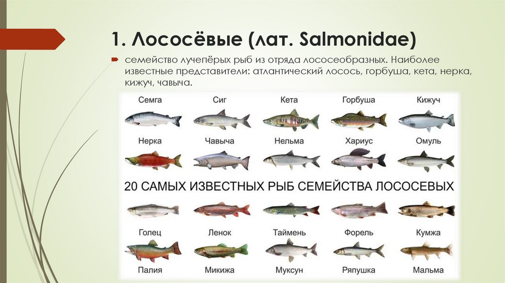 1. Лососёвые (лат. Salmonidae)