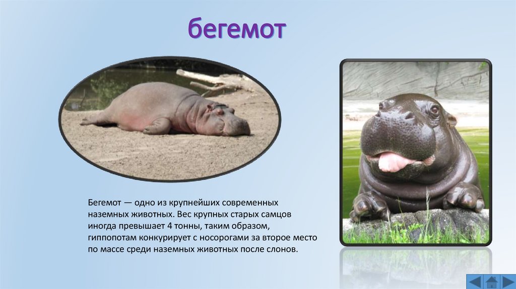 бегемот