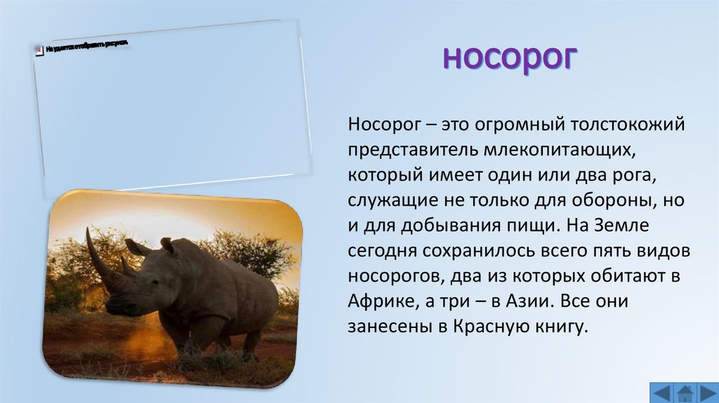 носорог