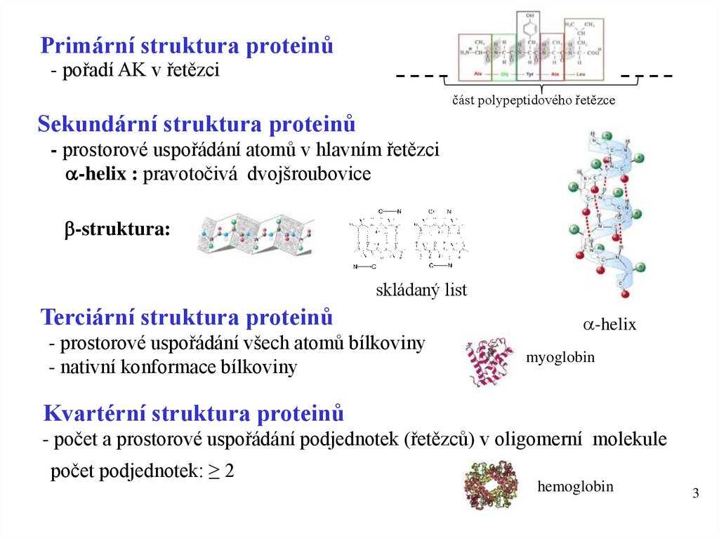 Primární struktura proteinů