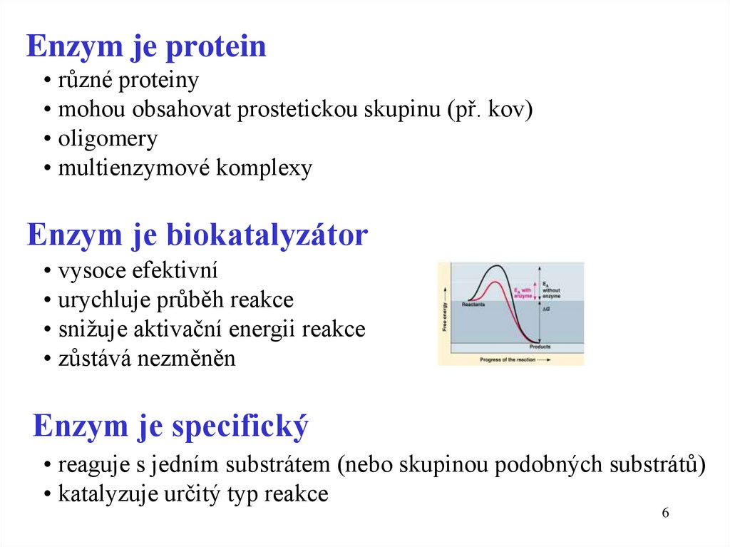 Enzym je protein
