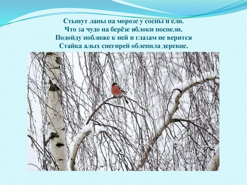 Стынут лапы на морозе у сосны и ели. Что за чудо на берёзе яблоки поспели. Подойду поближе к ней и глазам не верится Стайка