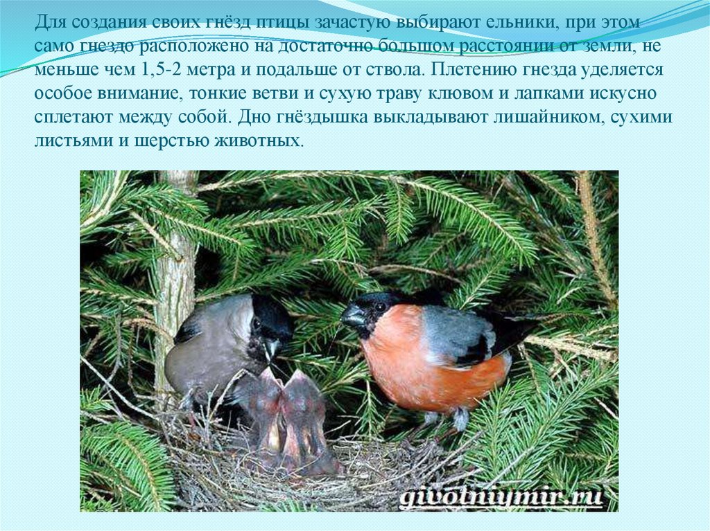 Для создания своих гнёзд птицы зачастую выбирают ельники, при этом само гнездо расположено на достаточно большом расстоянии от