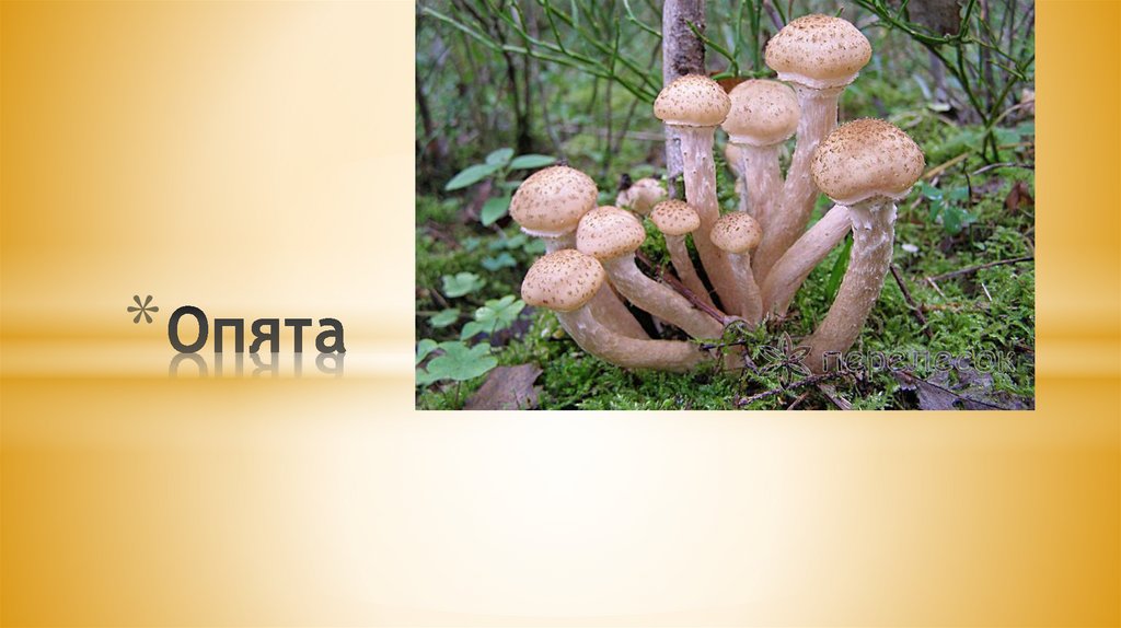 Опята
