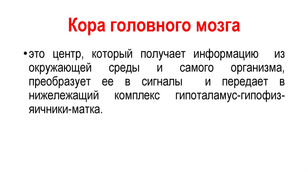 Кора головного мозга