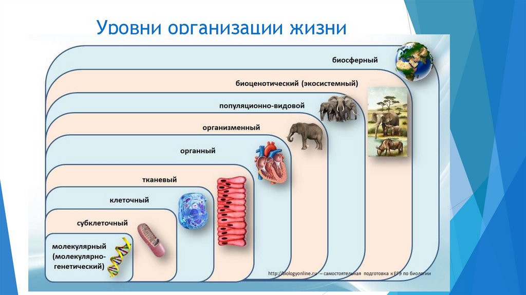Уровни организации жизни