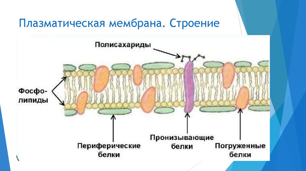 Плазматическая мембрана. Строение