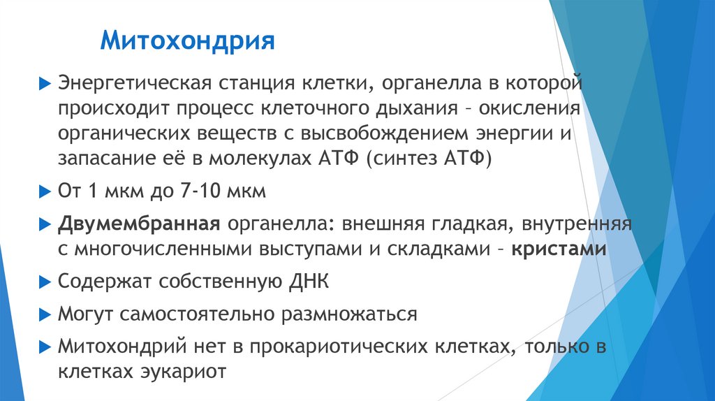 Митохондрия