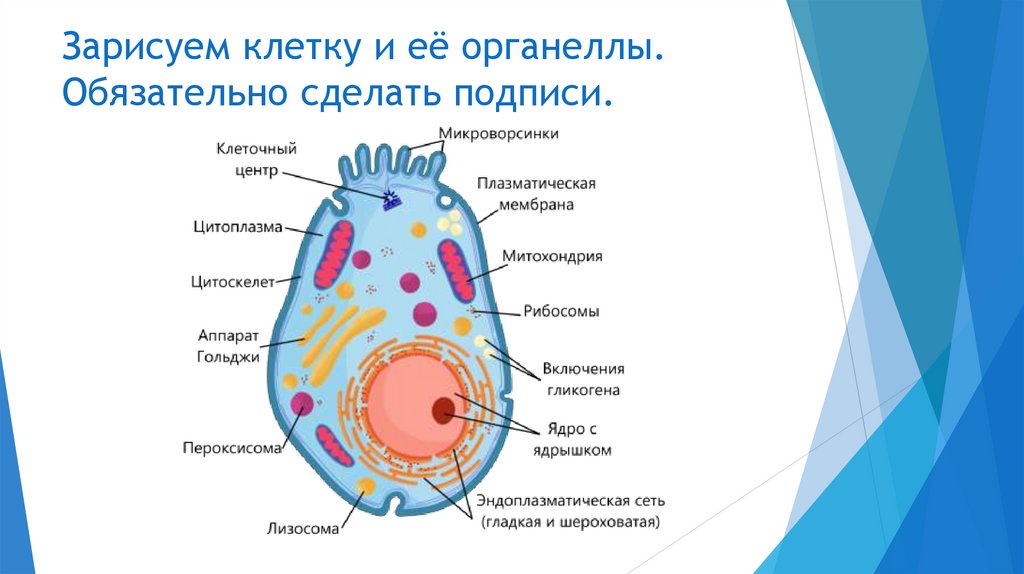 Зарисуем клетку и её органеллы. Обязательно сделать подписи.