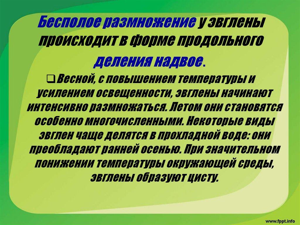 Бесполое размножение у эвглены происходит в форме продольного деления надвое.