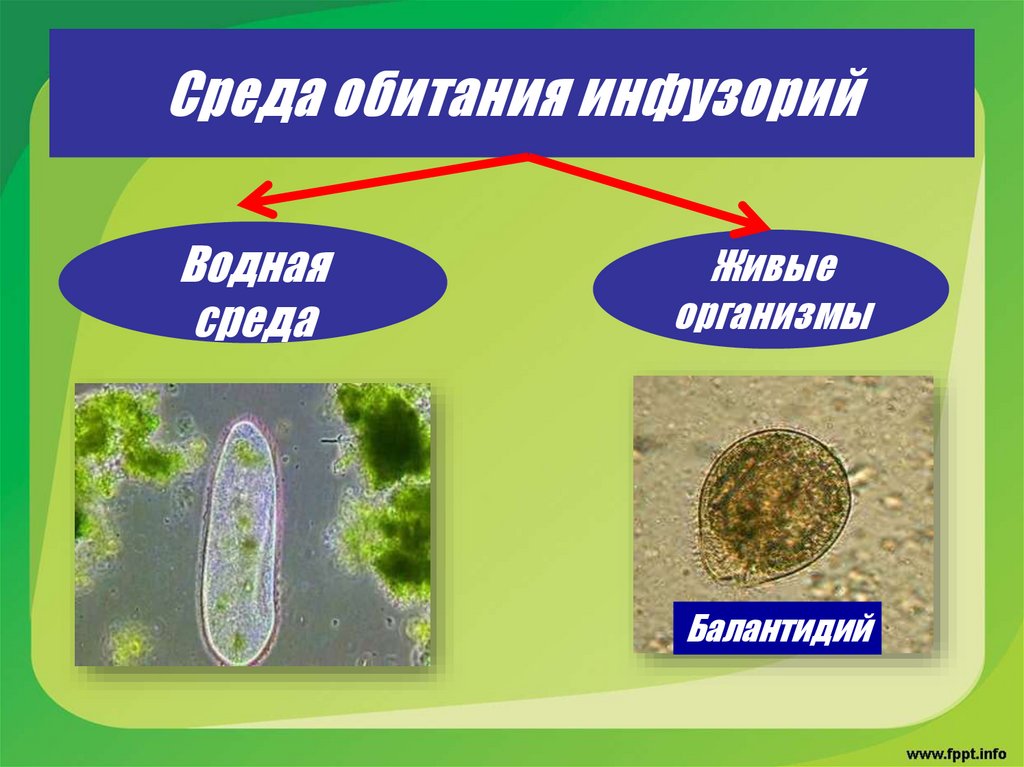 Среда обитания инфузорий