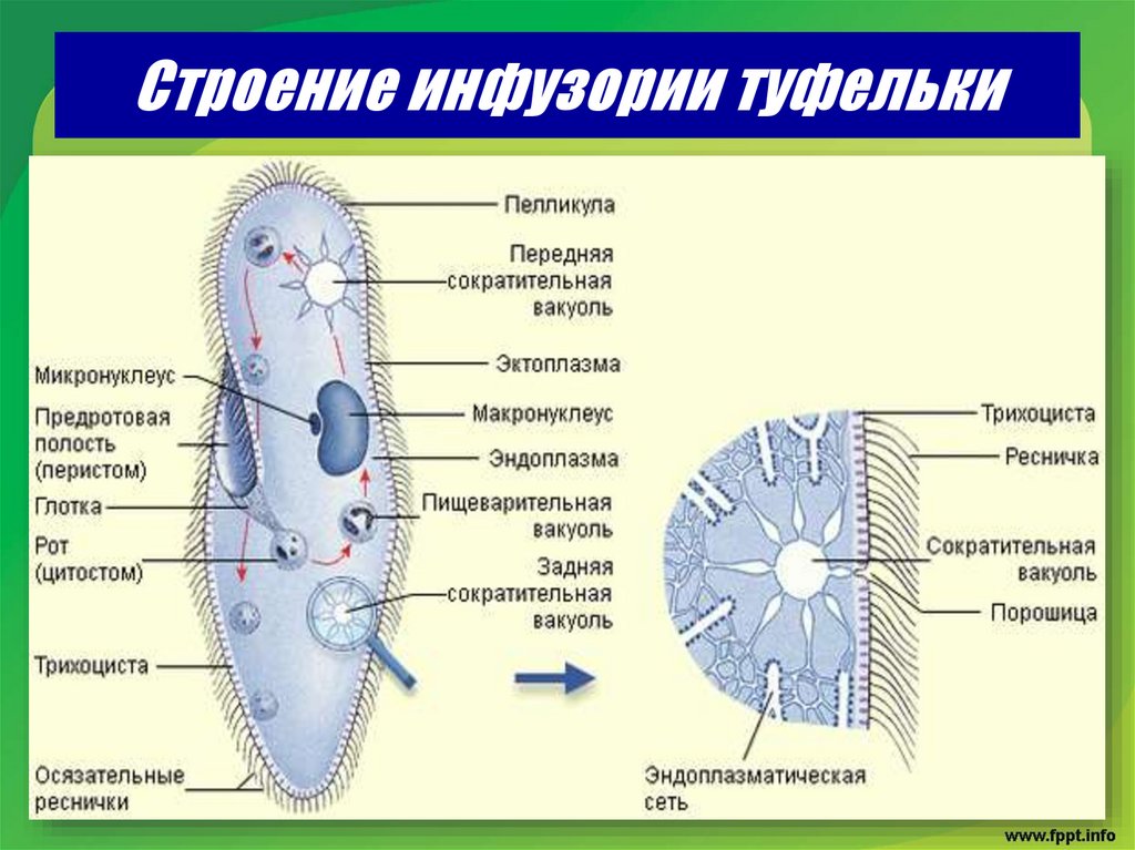 Строение инфузории туфельки