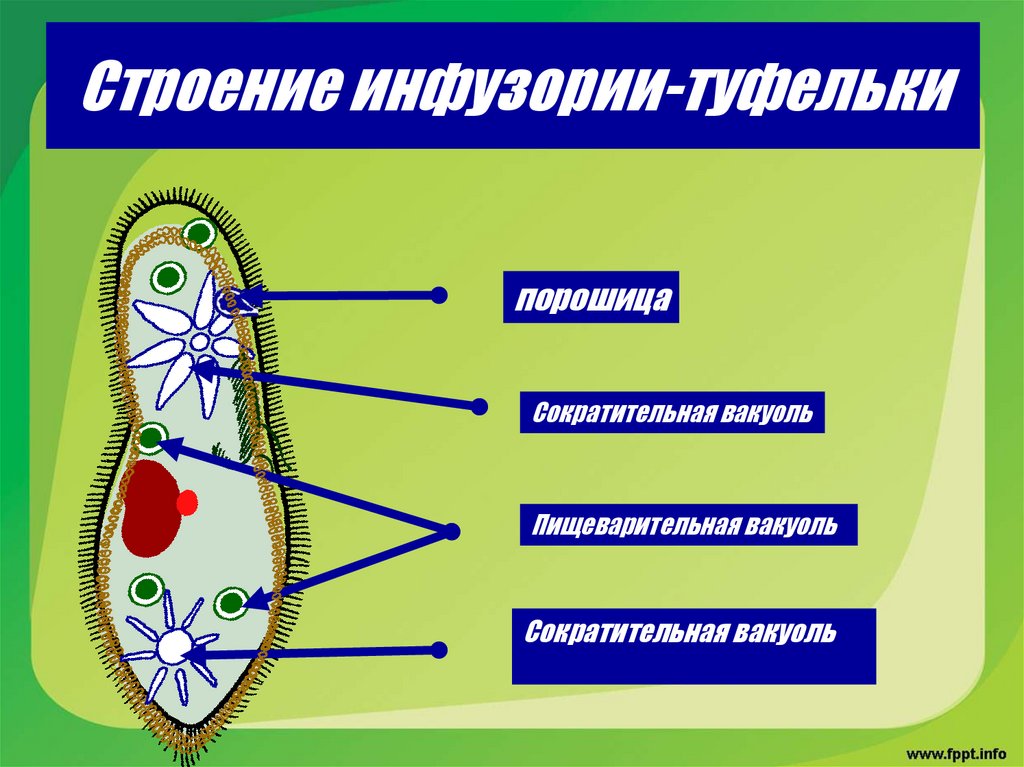 Строение инфузории-туфельки
