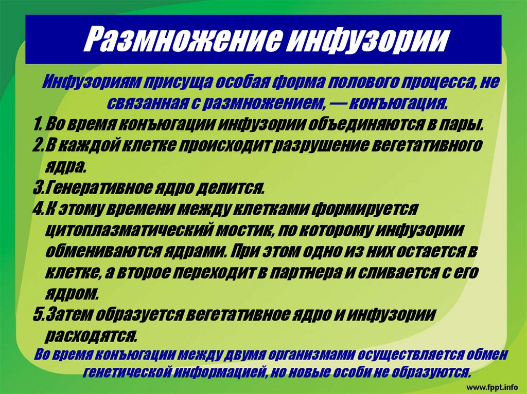 Размножение инфузории