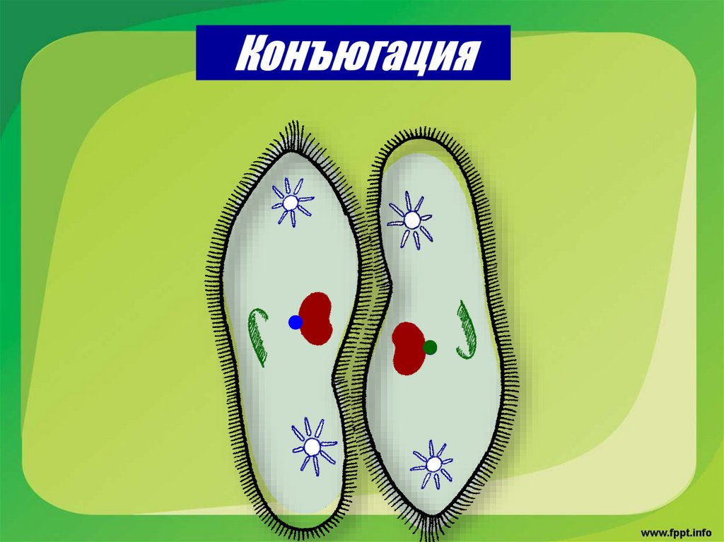 Конъюгация