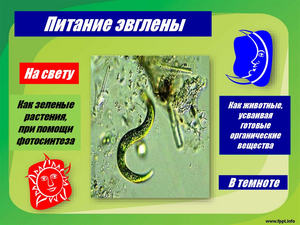 Питание эвглены