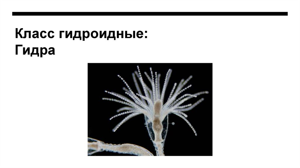 Класс гидроидные: Гидра