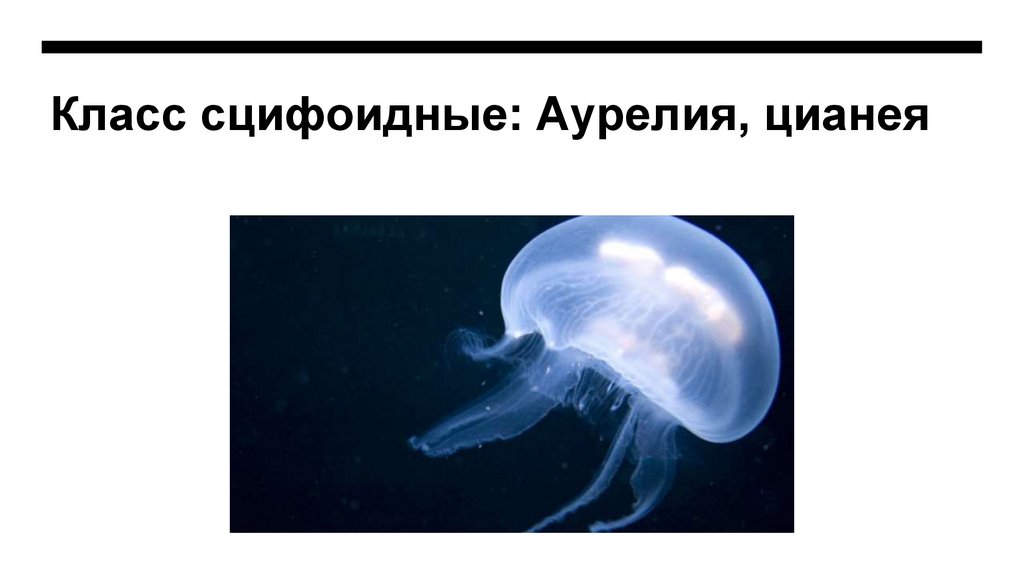 Класс сцифоидные: Аурелия, цианея