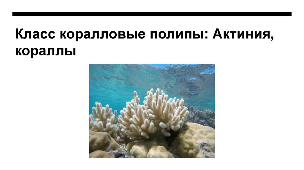 Класс коралловые полипы: Актиния, кораллы