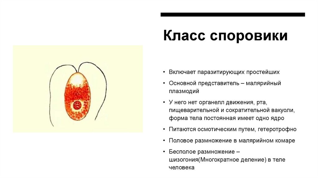 Класс споровики