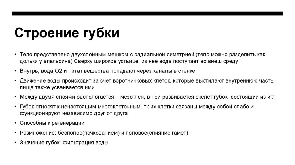 Строение губки