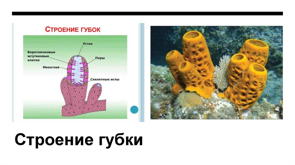 Строение губки