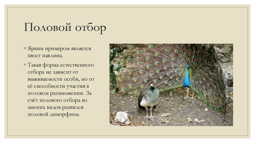 Половой отбор