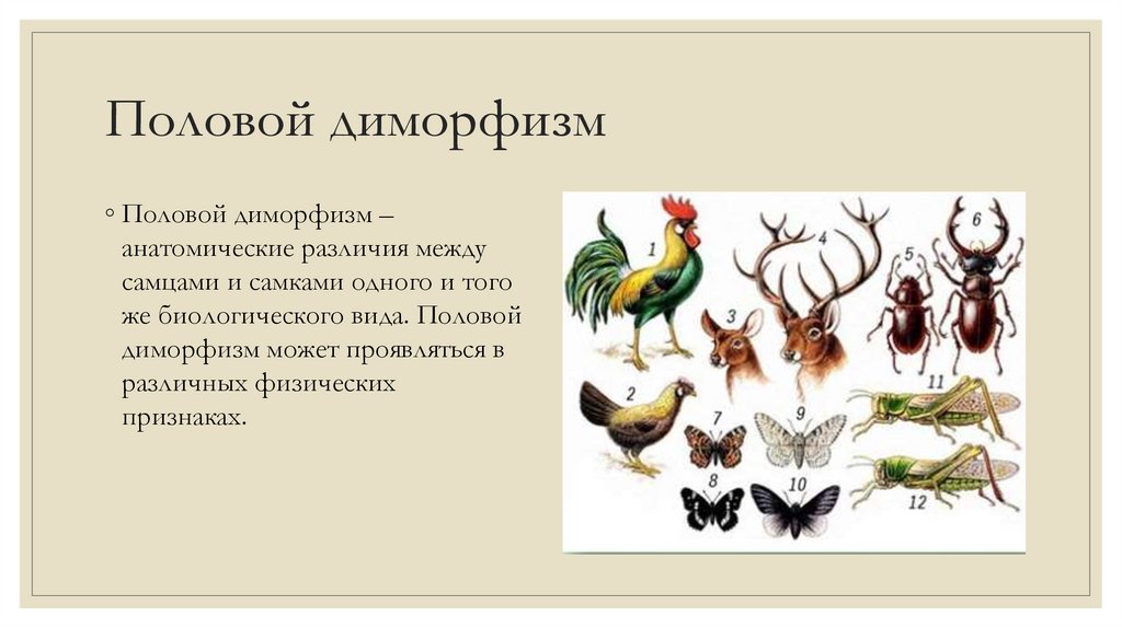 Половой диморфизм