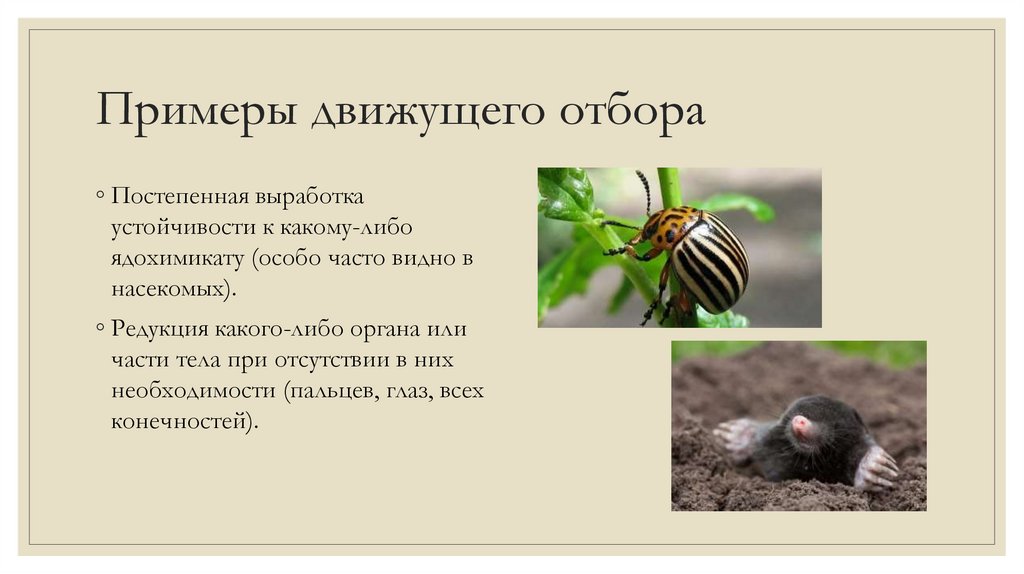 Примеры движущего отбора