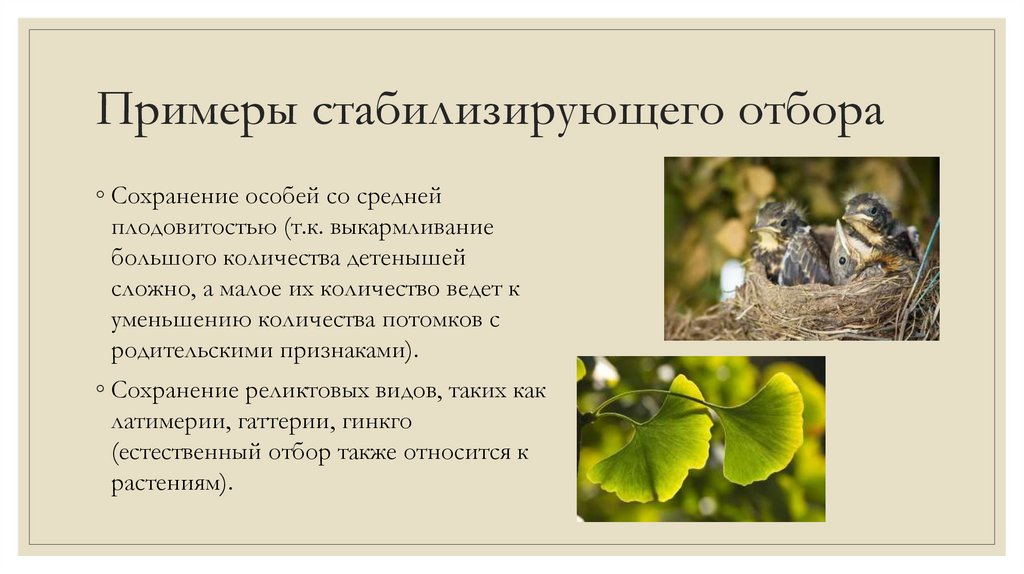 Примеры стабилизирующего отбора