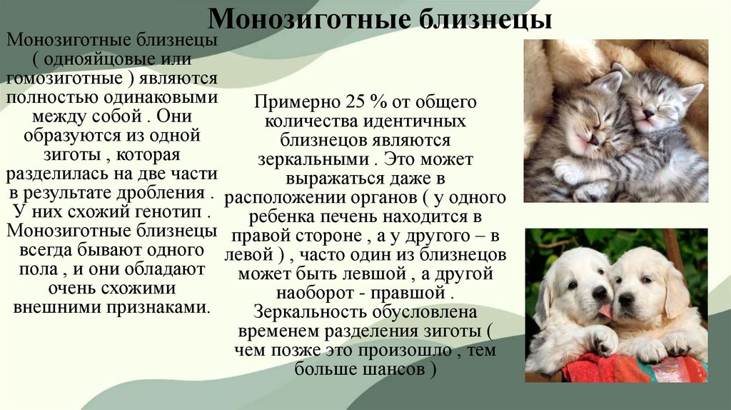 Монозиготные близнецы